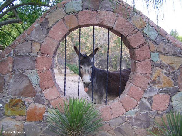 I See You! by Donna Sciandra