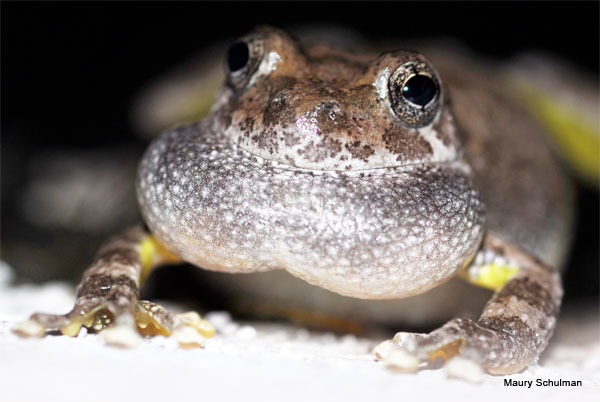 Puffy Froggy by Maury Schulman