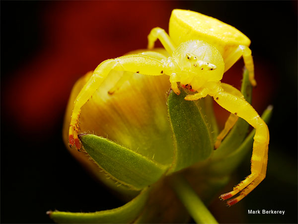 Crab Spider Patiently Waiting by Mark Berkerey