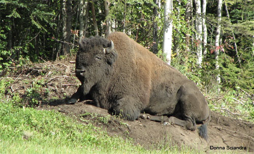 King of the Hill by Donna Sciandra