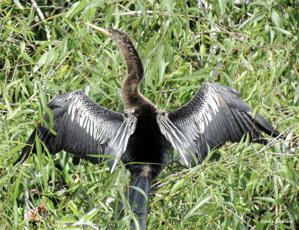 Anhinga by Donna Sciandra